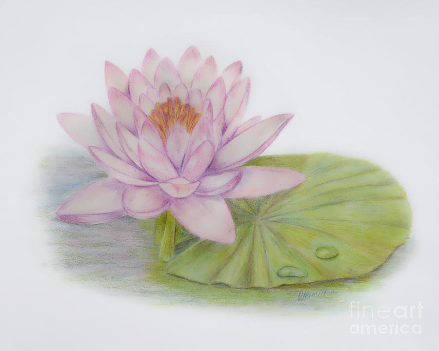 900x720 water lily drawing - Water Lily Drawing