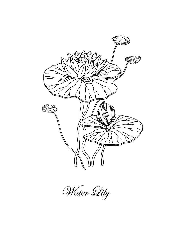695x900 water lily flower botanical drawing drawing - Water Lily Drawing