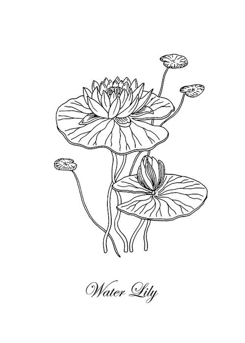 500x700 water lily flower botanical drawing greeting card for sale - Water Lily Drawing