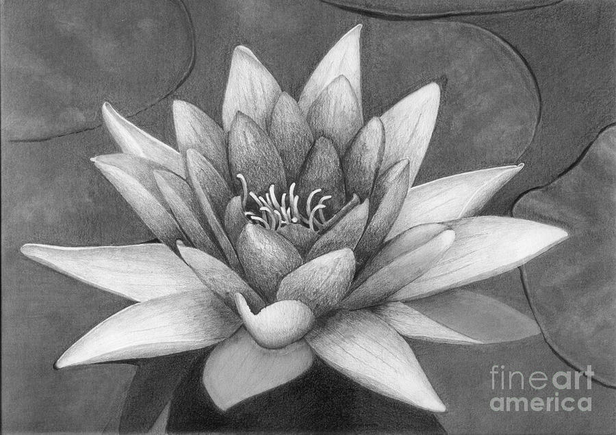 Water Lily Drawing at Explore collection of Water