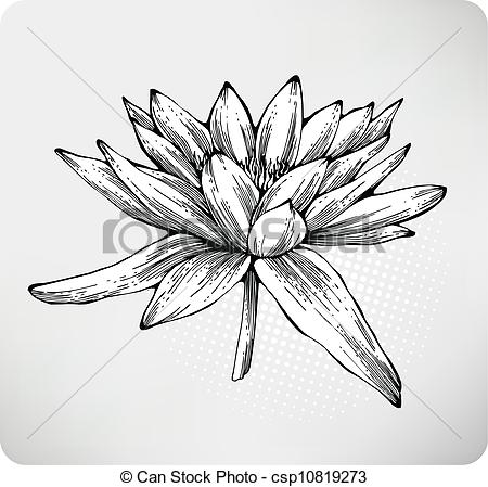 450x449 white water lily hand drawing - Water Lily Drawing