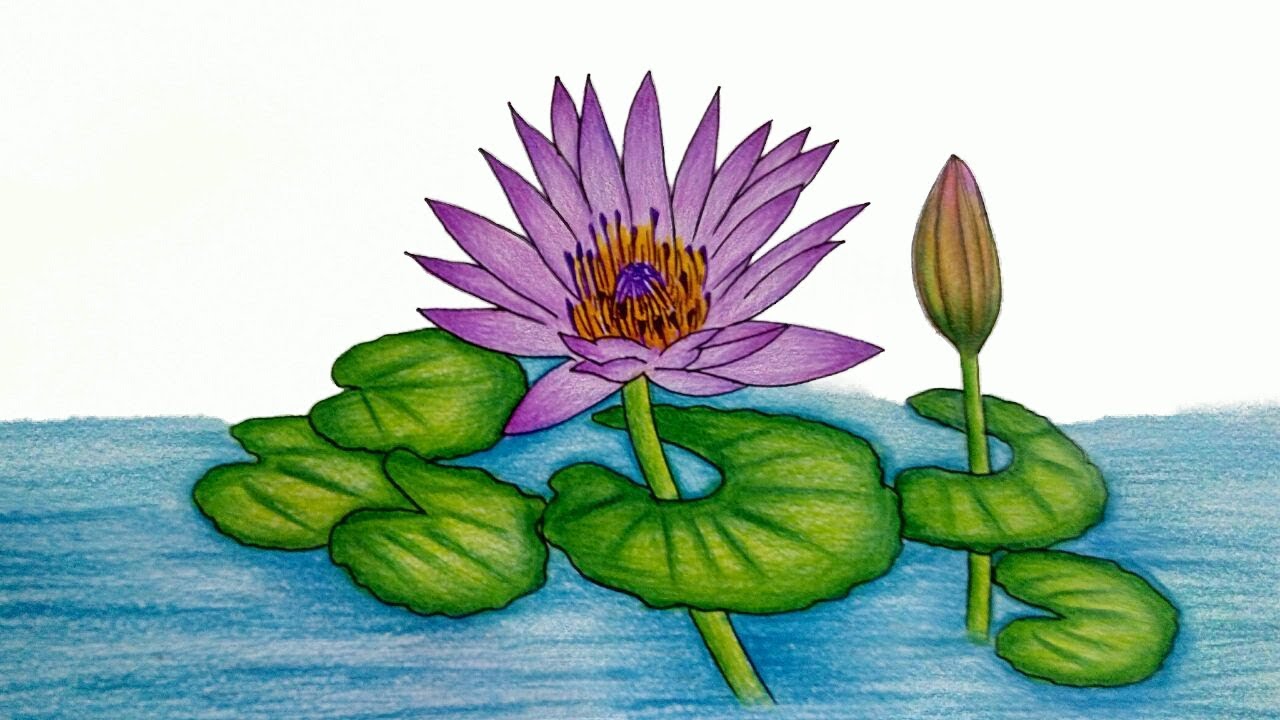 1280x720 how to draw water lily step - Water Lily Drawing