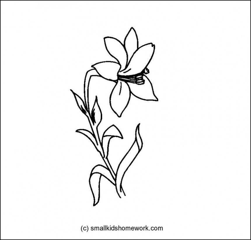 860x823 five things you should do in lily flower outline lily flower - Water Lily Drawing Outline