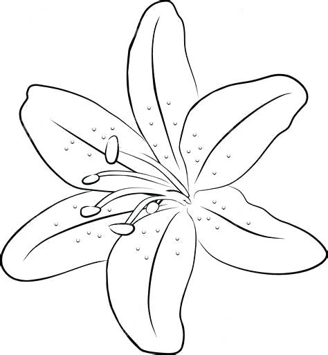 474x513 flower drawing outline amaryllis lilly floral seamless pattern - Water Lily Drawing Outline