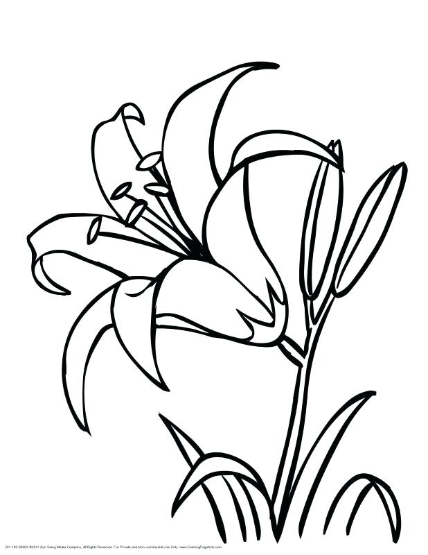 618x800 lily flower outline lily flower outline wreath isolated on white - Water Lily Drawing Outline