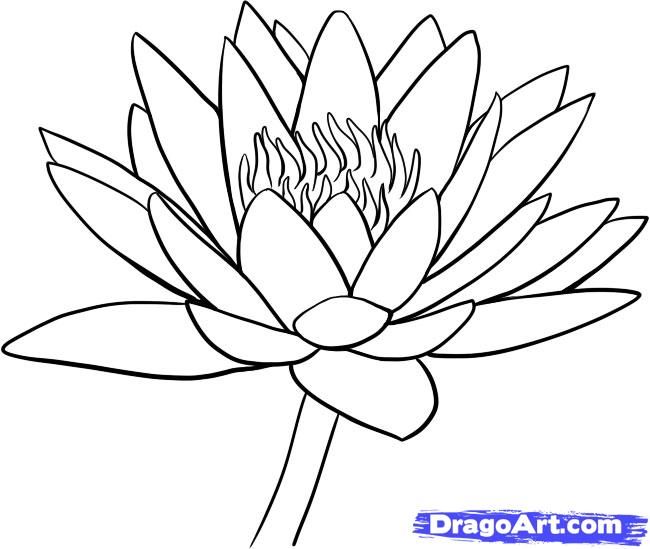650x549 lotus flower drawing how to draw a water lily step handmade - Water Lily Drawing Outline