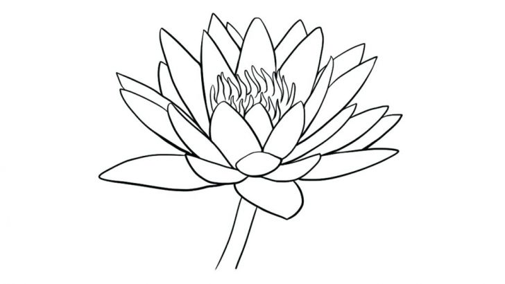 728x410 monet water lilies coloring - Water Lily Drawing Outline