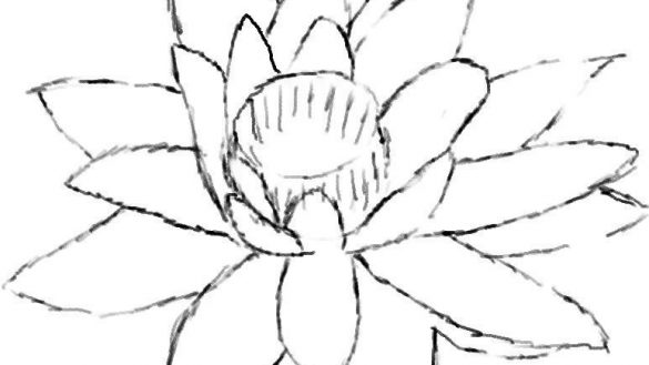 585x329 surprising inspiration water lily outline monet waterlily google - Water Lily Drawing Outline