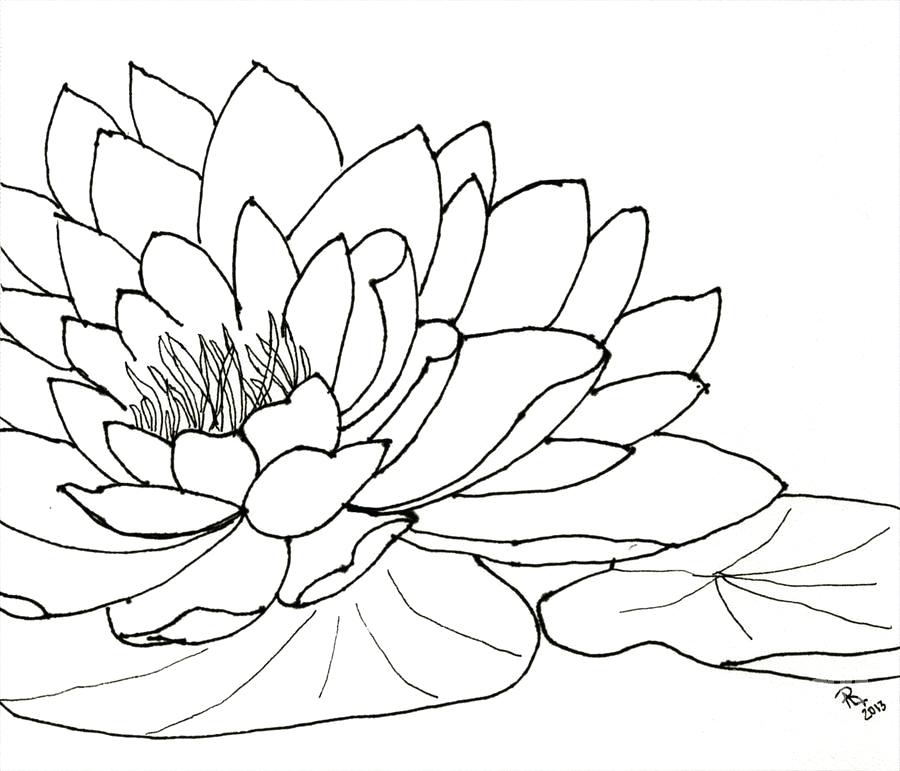 Water Lily Drawing Outline at PaintingValley.com | Explore collection ...