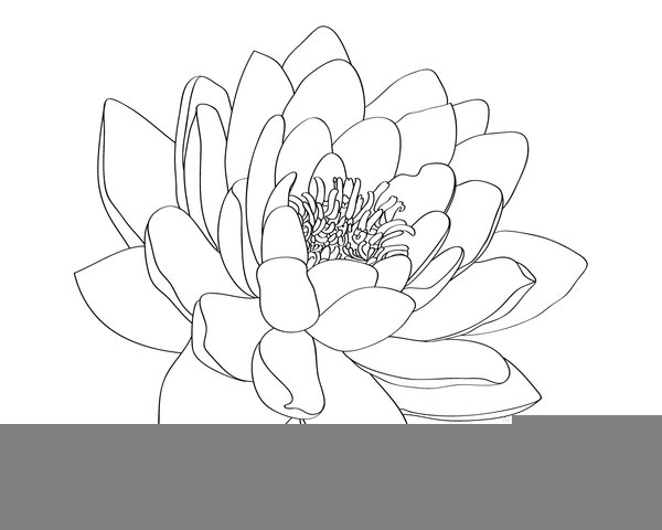 600x480 Water Lily Outline Free Images - Water Lily Drawing Outline
