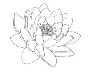 300x240 Water Lily Tattoo Design - Water Lily Drawing Outline