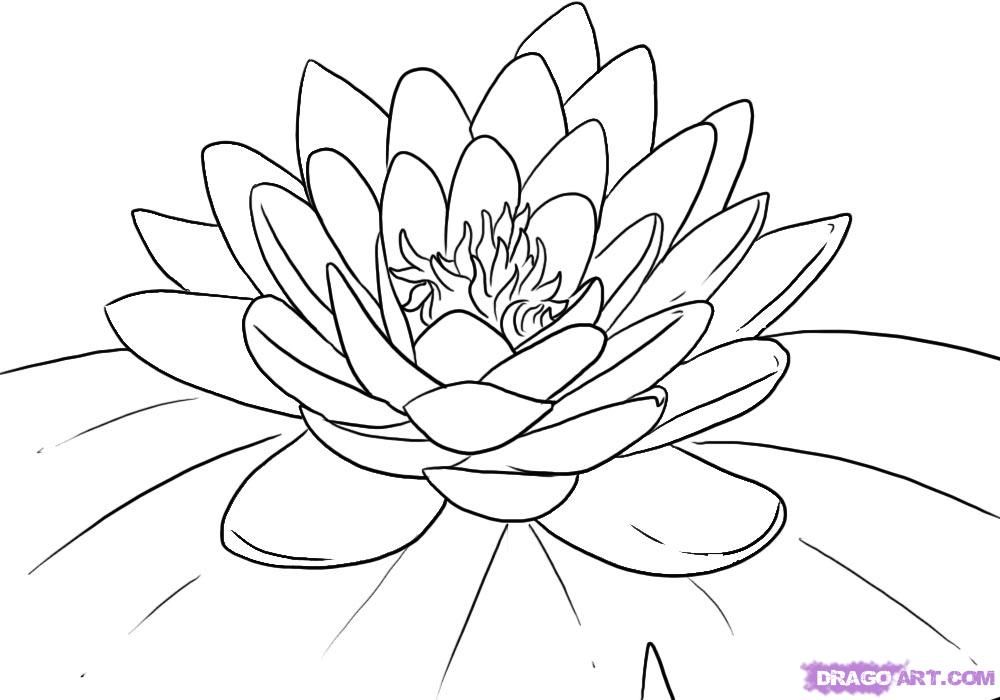1000x700 Draw Flowers Inkspired Musings The Language Of Flowers - Water Lily Drawing Outline