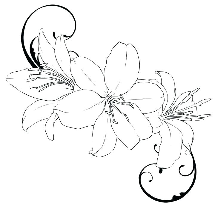 720x690 Lily Coloring Pages Collection Of Coloring Pages Wodpresseven Club - Water Lily Drawing Outline
