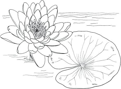 465x344 water lilies drawing umerkulovb - Water Lily Drawing Outline