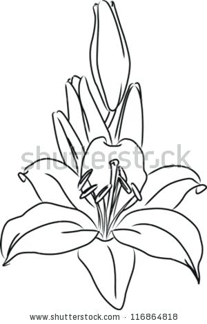 300x470 Bouquet Of Lily Flowers Stock Vector Flower Outline Drawing Tattoo - Water Lily Drawing Outline