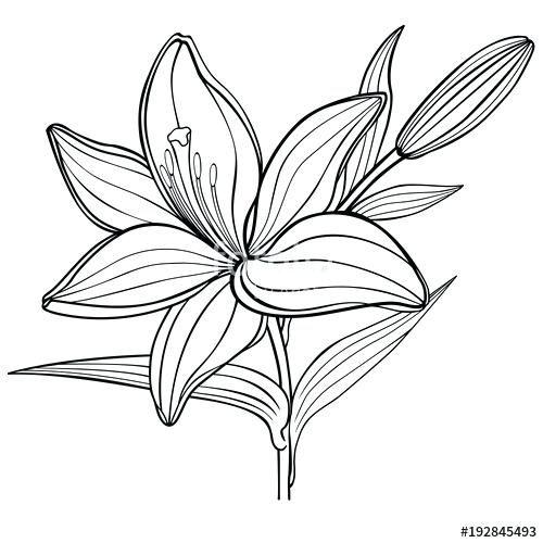 Water Lily Drawing Outline at PaintingValley.com | Explore collection ...