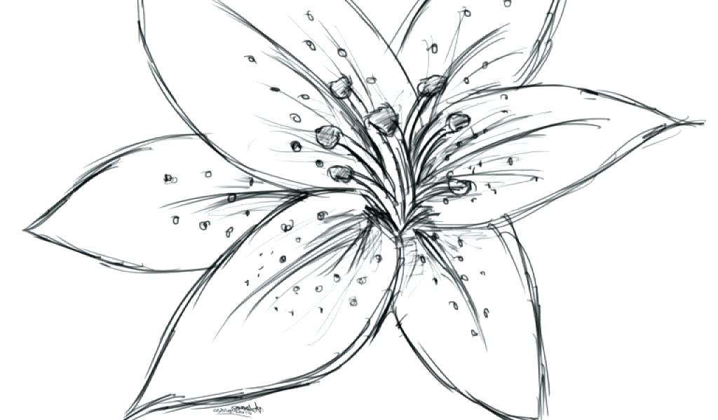 1024x600 drawing lily flower lily flower - Water Lily Drawing Outline
