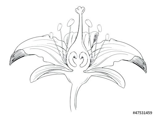 500x377 Isolated White Lily Flower Elegant Flowers With Pad Outline Calla - Water Lily Flower Drawing