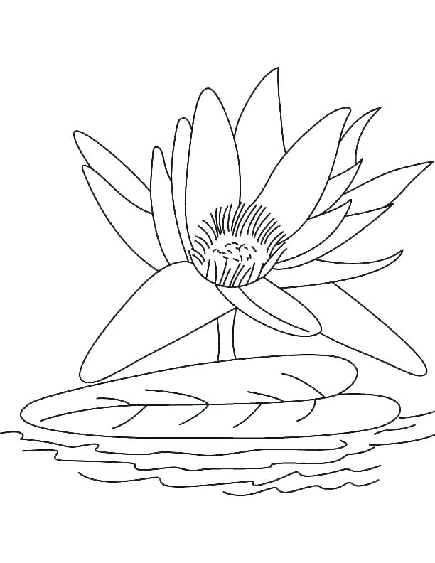 612x792 lily coloring pages download lily pad flower coloring pages water - Water Lily Flower Drawing