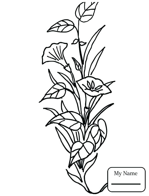 624x821 lily coloring pages water lily coloring - Water Lily Flower Drawing