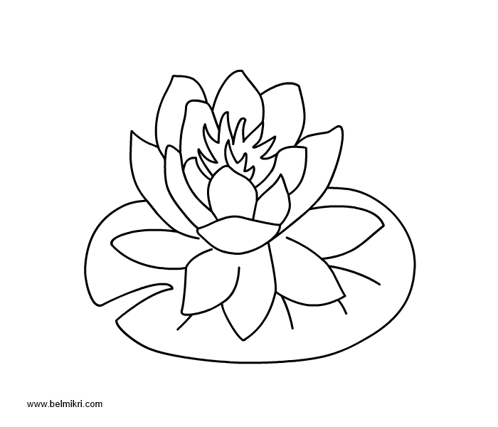 700x600 Lily Pad Flower Drawing At Getdrawings Com Free For Personal Use - Water Lily Flower Drawing