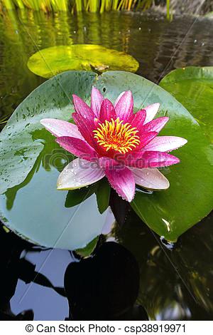 300x470 water lilly flowers pink water lily flower closeup water lily - Water Lily Flower Drawing