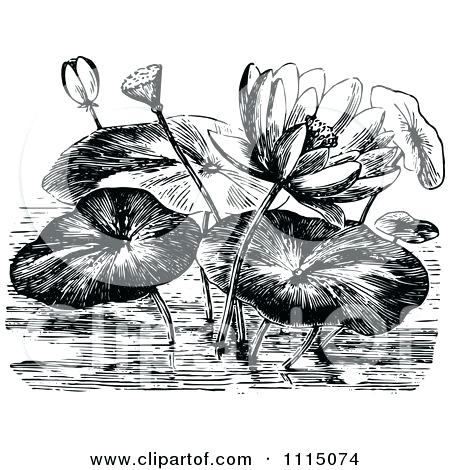 450x470 water lily drawings botany drawing simple mdma - Water Lily Flower Drawing