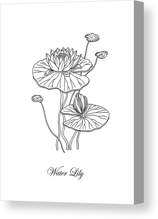 542x750 Water Lily Flower Botanical Drawing Canvas Print Canvas Art - Water Lily Flower Drawing