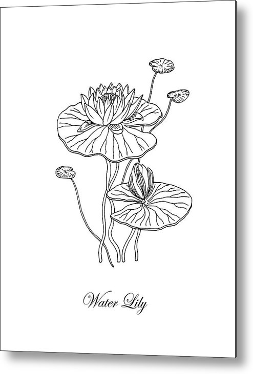 494x731 Water Lily Flower Botanical Drawing Metal Print - Water Lily Flower Drawing