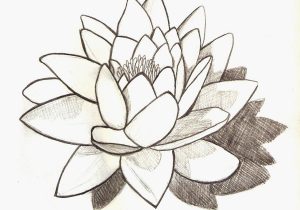 300x210 Water Lily Flower Drawing Charcoal Sketches Of Flowers Drawing - Water Lily Flower Drawing