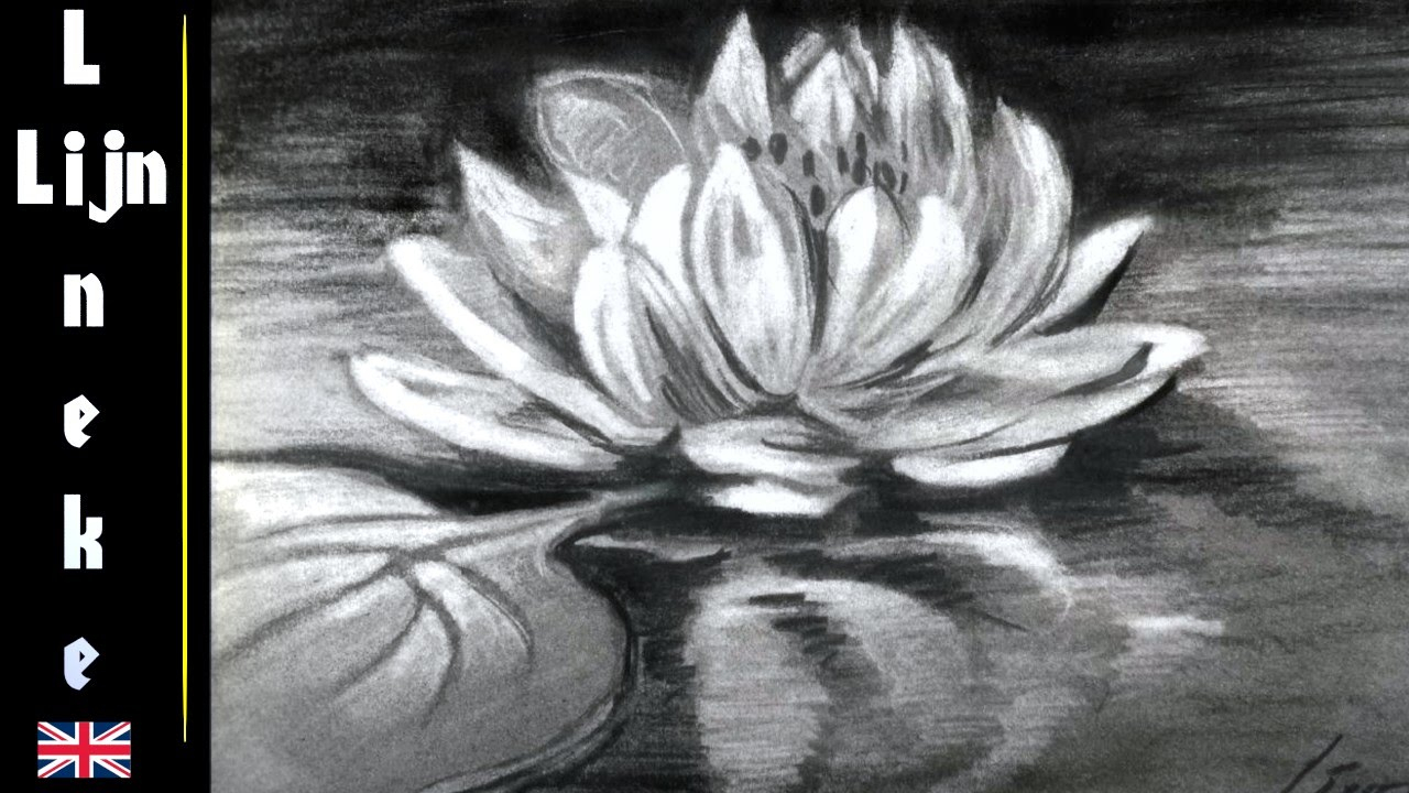 1280x720 Charcoal Sketches Of Flowers Drawing A Water Lily Flower - Water Lily Flower Drawing