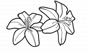 300x181 Water Lily Drawing Clipart - Water Lily Flower Drawing