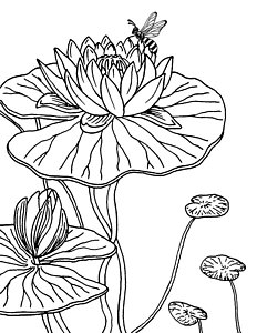 232x300 White Lily Flower Drawings Fine Art America - Water Lily Flower Drawing