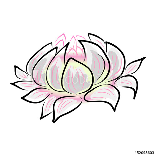 500x500 Hand Drawing Water Lily Flower - Water Lily Flower Drawing