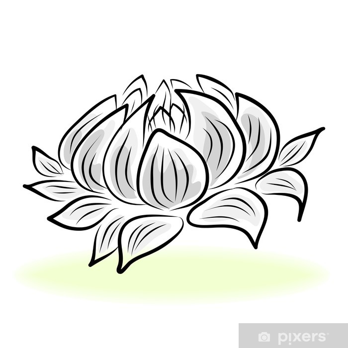 700x700 Hand Drawing Water Lily Flower Wall Mural We Live - Water Lily Flower Drawing