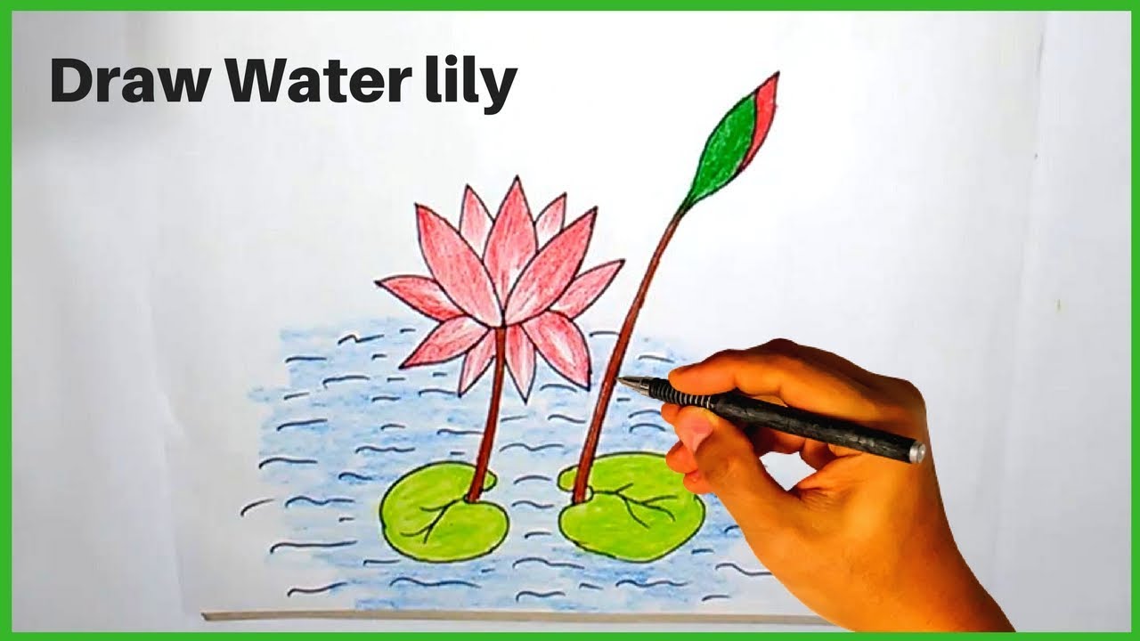 1280x720 How To Draw Water Lily Flower Step - Water Lily Flower Drawing