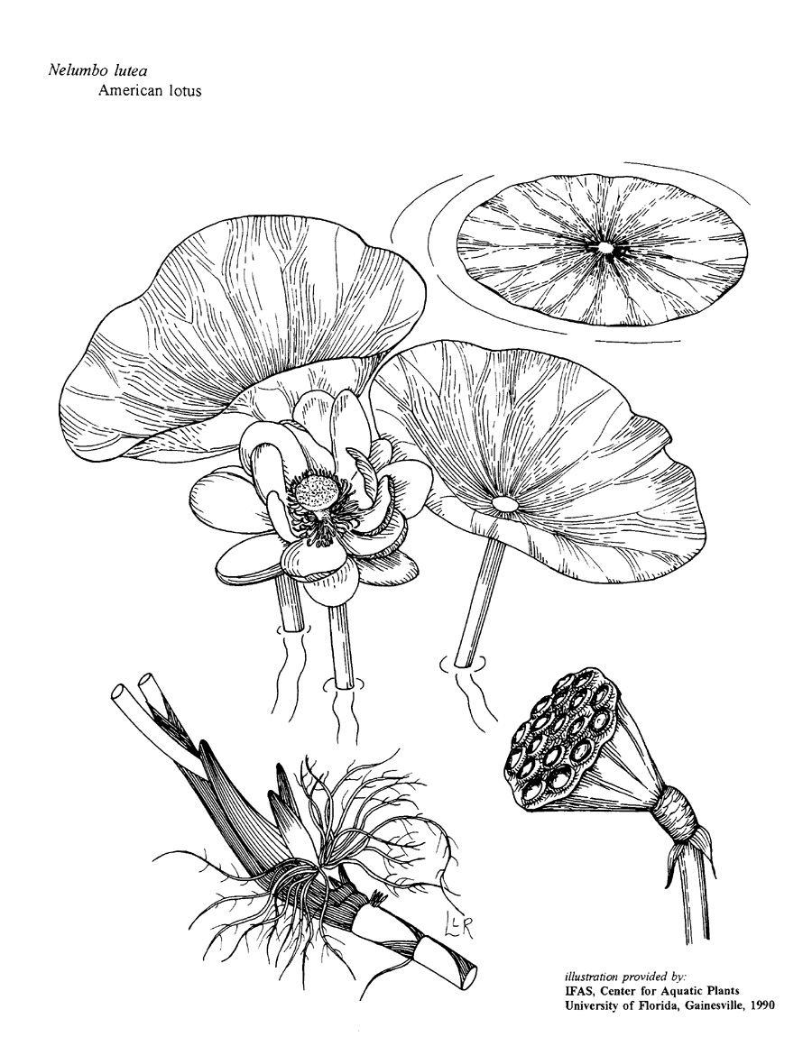 900x1160 Nelumbo Lutea Ufifas Center For Aquatic And Invasive Plants - Water Lily Line Drawing