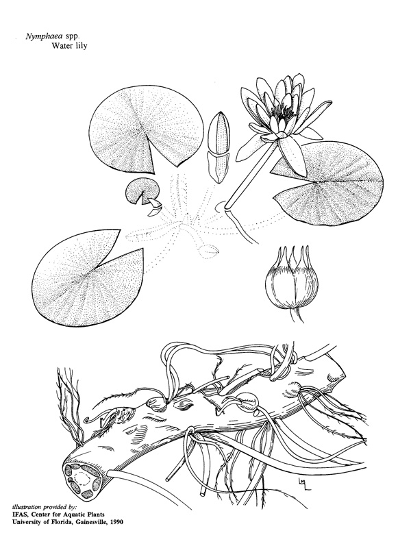 600x778 Nymphaea Odorata Ufifas Center For Aquatic And Invasive Plants - Water Lily Line Drawing