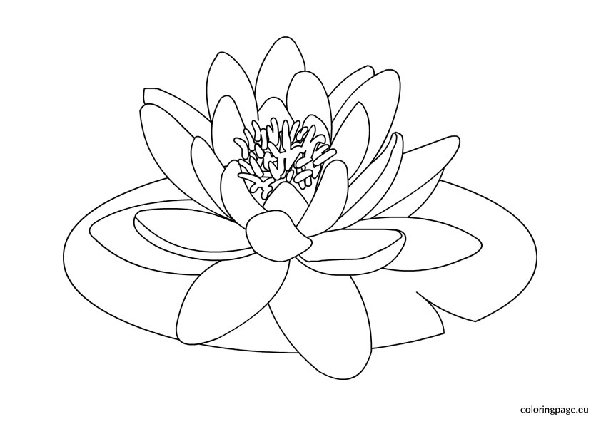 842x595 Water Lily Clipart Template - Water Lily Line Drawing
