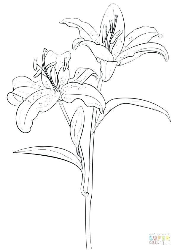 590x840 collection of water lilies coloring pages download them and try - Water Lily Line Drawing