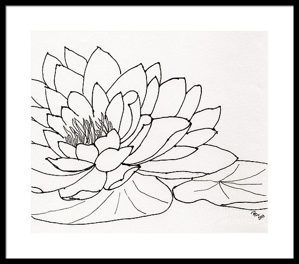 600x531 Water Lily Line Drawing Framed Print - Water Lily Line Drawing