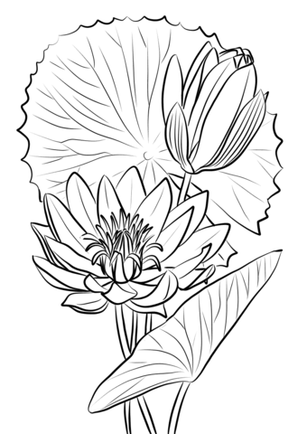 340x480 Water Lily Line Drawing - Water Lily Line Drawing