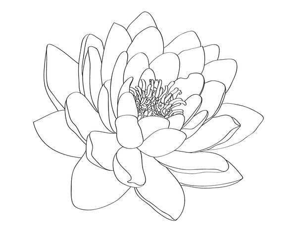 600x480 water lily png black and white transparent water lily black - Water Lily Line Drawing