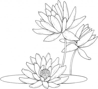 395x360 water lilly line drawing design i found on google while searching - Water Lily Line Drawing