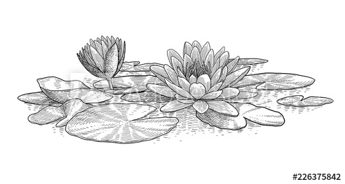500x267 Water Lily Illustration, Drawing, Engraving, Ink, Line Art, Vector - Water Lily Line Drawing