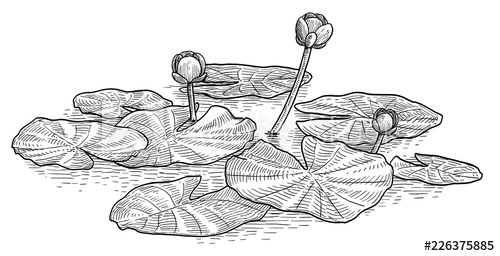 500x256 Yellow Water Lily Illustration, Drawing, Engraving, Ink, Line Art - Water Lily Line Drawing