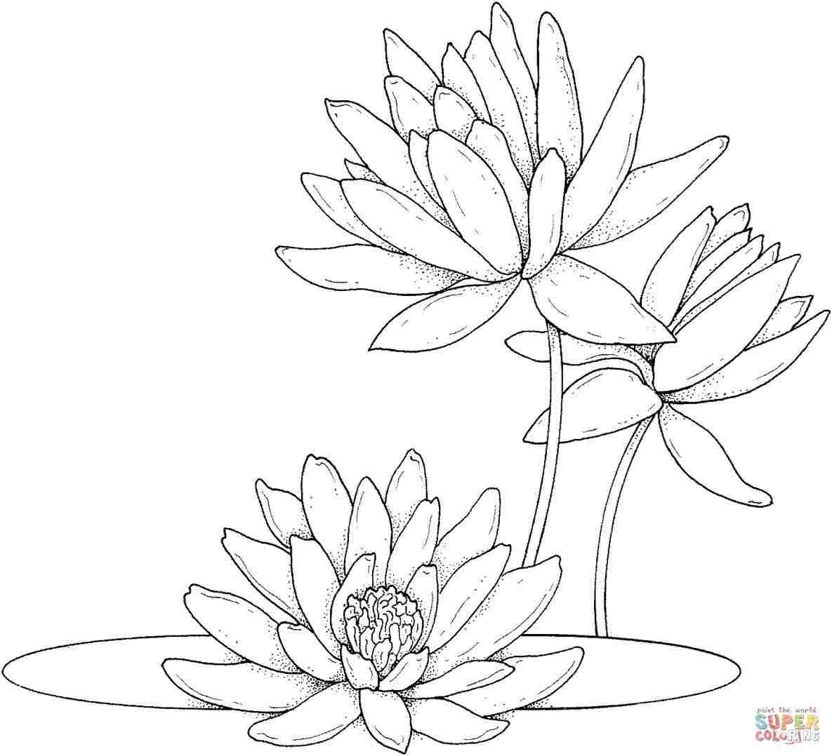 Water Lily Line Drawing at Explore collection of