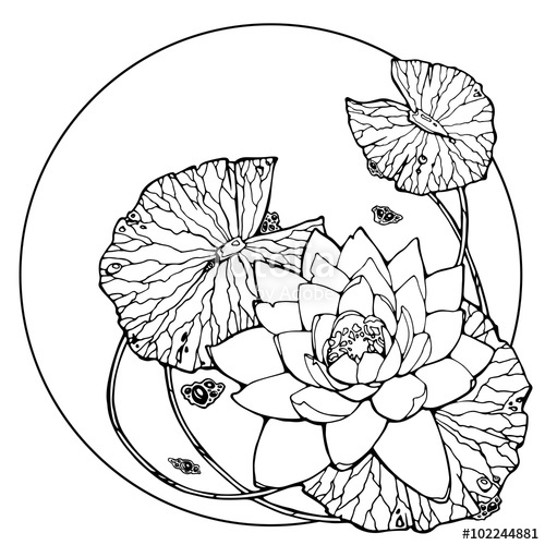 500x500 Illustration With Water Lily Lotus Flower Stock Image - Water Lily Line Drawing