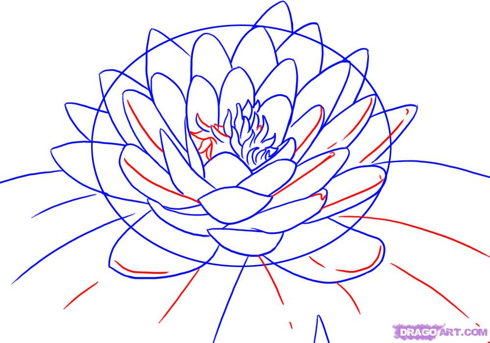 1000x700 How To Draw A Lotus, Water Lily, Step - Water Lily Line Drawing