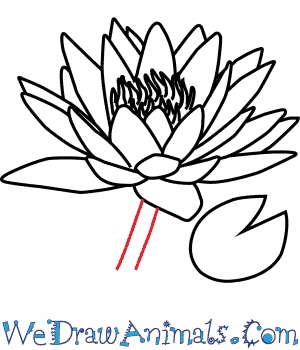 300x350 How To Draw A Water Lily Flower - Water Lily Line Drawing
